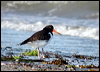 eura_oystercatcher_05088