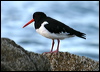 eura_oystercatcher_19214