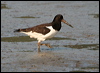eura_oystercatcher_19693
