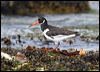 eura_oystercatcher_52437