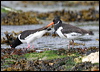 eura_oystercatcher_52450