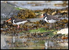 eura_oystercatcher_52462