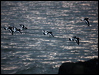 eura_oystercatcher_84026