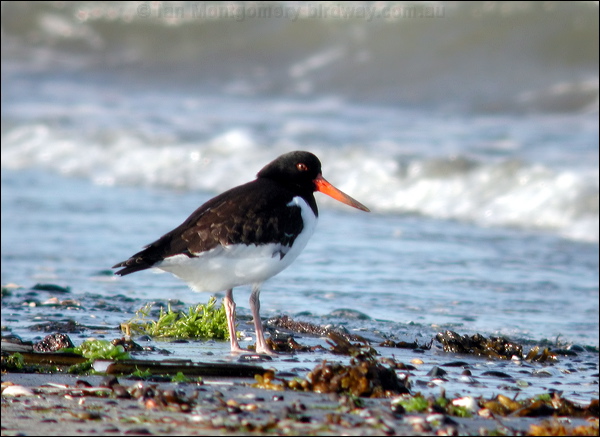 Eurasian Oystercatcher eura_oystercatcher_05088.psd