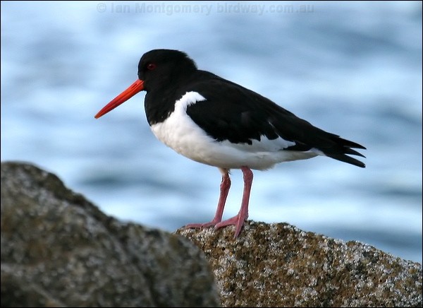 Eurasian Oystercatcher eura_oystercatcher_19214.jpg
