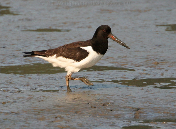 Eurasian Oystercatcher eura_oystercatcher_19693.jpg