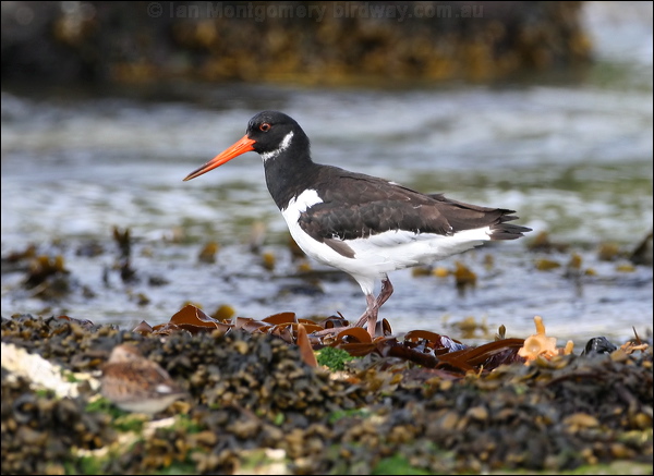 Eurasian Oystercatcher eura_oystercatcher_52437.psd