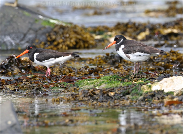 Eurasian Oystercatcher eura_oystercatcher_52462.psd