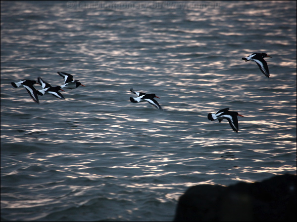 Eurasian Oystercatcher eura_oystercatcher_84026.psd