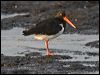 pied_oystercatcher_114236