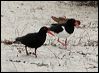 pied_oystercatcher_38835