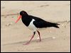 pied_oystercatcher_58200