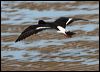 pied_oystercatcher_58202
