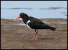 pied_oystercatcher_58203