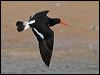 pied_oystercatcher_58214