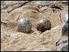 pied_oystercatcher_58222