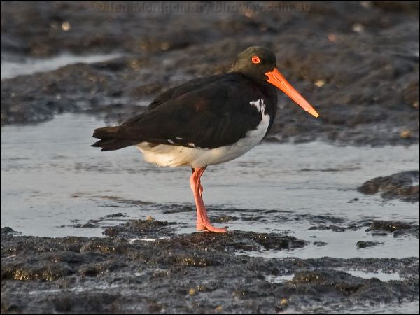 Pied Oystercatcher pied_oystercatcher_114236.psd