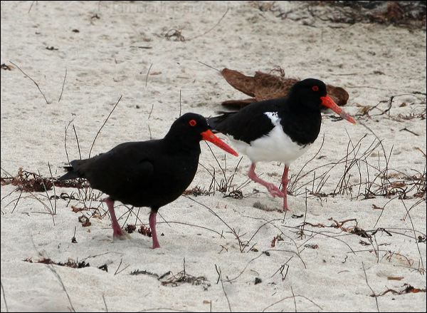 Pied Oystercatcher pied_oystercatcher_38835.psd