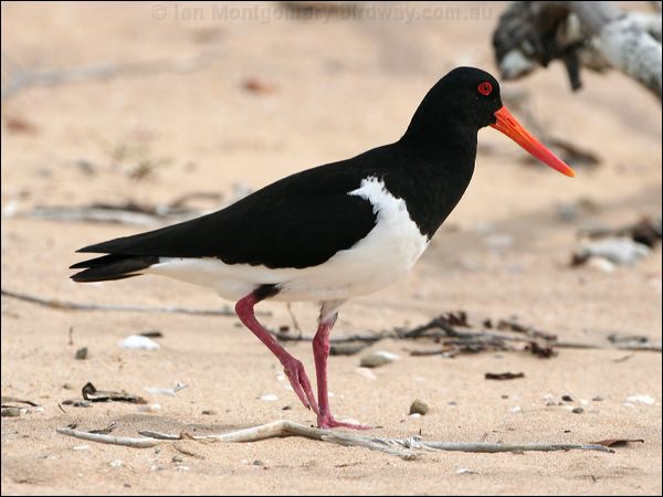 Pied Oystercatcher pied_oystercatcher_58189.psd