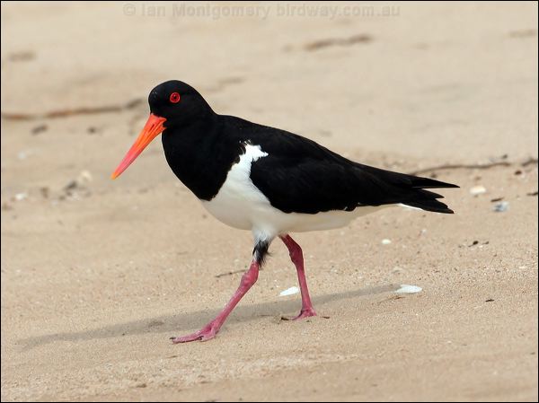 Pied Oystercatcher pied_oystercatcher_58200.psd