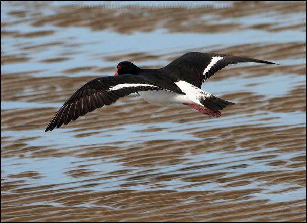 Pied Oystercatcher pied_oystercatcher_58202.psd