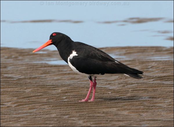 Pied Oystercatcher pied_oystercatcher_58203.psd