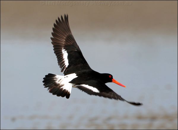 Pied Oystercatcher pied_oystercatcher_58213.psd