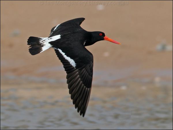 Pied Oystercatcher pied_oystercatcher_58214.psd