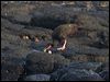 sooty_oystercatcher_114233