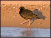 sooty_oystercatcher_163450