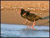 sooty_oystercatcher_163470