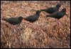 sooty_oystercatcher_38792
