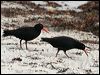 sooty_oystercatcher_38806