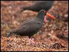 sooty_oystercatcher_38812