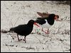 sooty_oystercatcher_38835