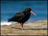 sooty_oystercatcher_85322
