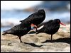 sooty_oystercatcher_85474
