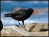 Click here to enter gallery and see photos of Sooty Oystercatcher