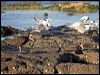 sooty_oystercatcher_98259