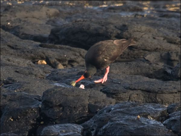 Sooty Oystercatcher sooty_oystercatcher_114233.psd