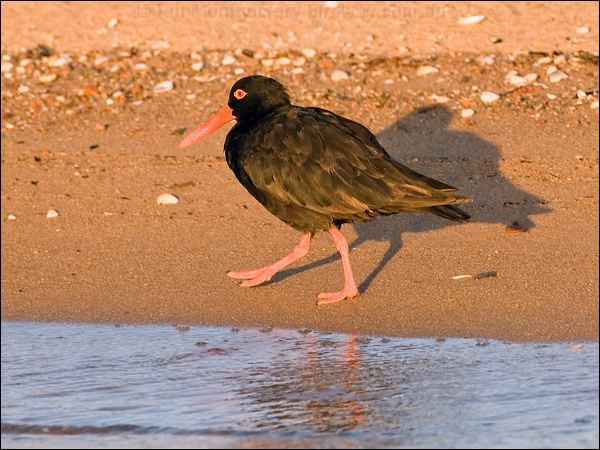Sooty Oystercatcher sooty_oystercatcher_163450.psd