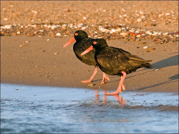 Sooty Oystercatcher sooty_oystercatcher_163470.psd