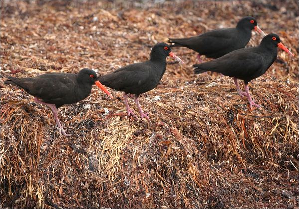 Sooty Oystercatcher sooty_oystercatcher_38792.psd