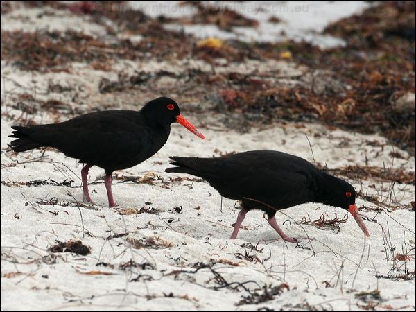 Sooty Oystercatcher sooty_oystercatcher_38806.psd