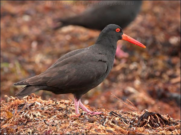 Sooty Oystercatcher sooty_oystercatcher_38812.psd
