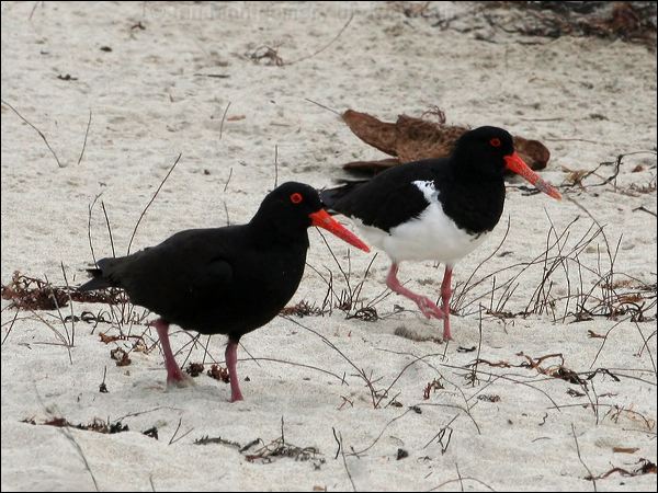Sooty Oystercatcher sooty_oystercatcher_38835.psd