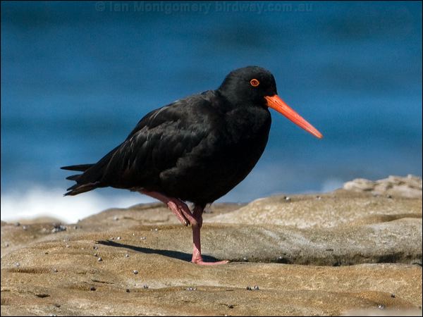 Sooty Oystercatcher sooty_oystercatcher_85322.psd