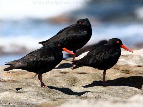 Sooty Oystercatcher sooty_oystercatcher_85474.psd
