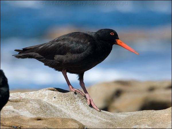 Sooty Oystercatcher sooty_oystercatcher_85476.psd