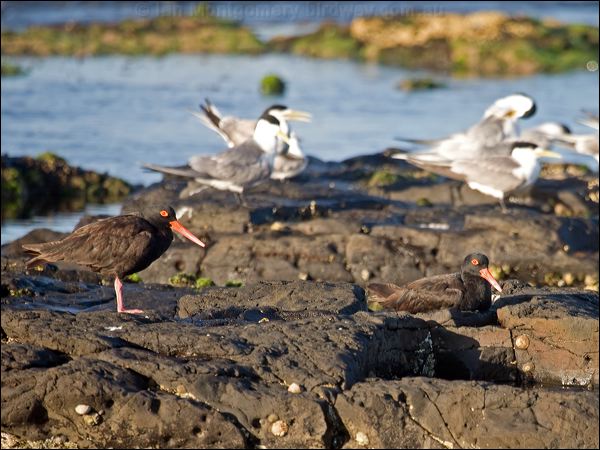 Sooty Oystercatcher sooty_oystercatcher_98259.psd
